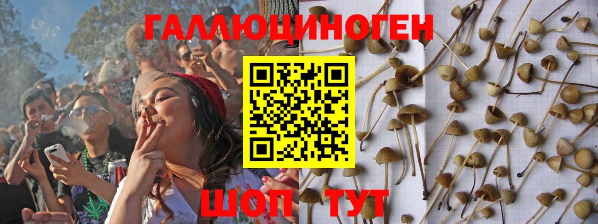 Звенигород  Галлюциногенные грибы Psilocybe  Вход с VPN 